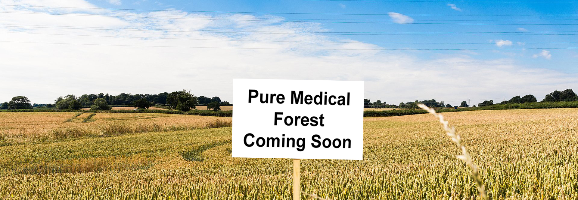 Pure Medical Forest