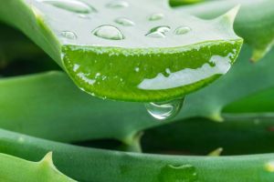 Pure Medical - Aloe Vera Gel