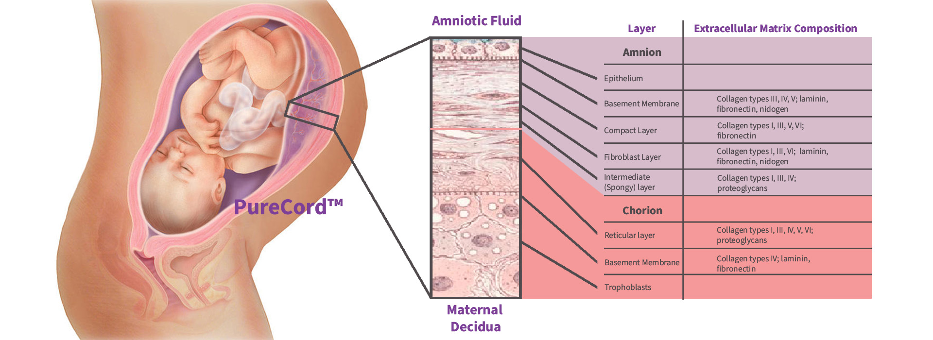 Foetal Membrane at term PureCord