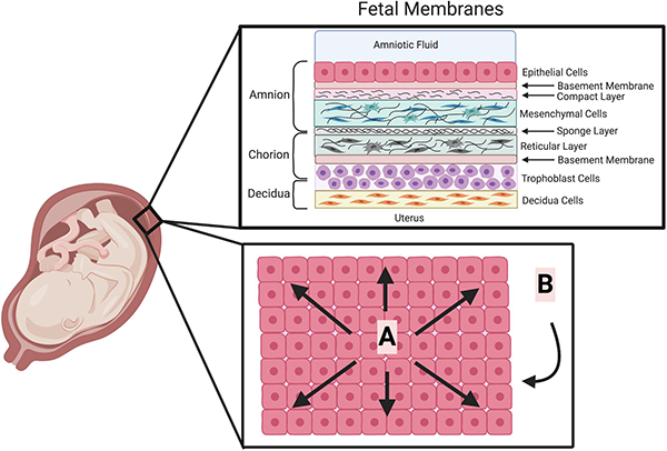 The-Placenta-Membrane